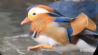 BERAT KANDİLİ İLAHİSİ